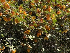 Fremontodendron