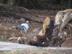 Columba livia