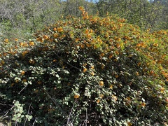 Fremontodendron