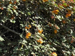 Fremontodendron