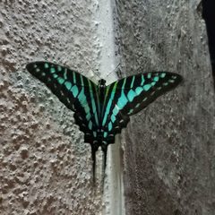 Graphium policenes policenes