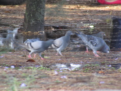 Columba livia