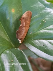 Gonodonta immacula