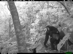 Pan troglodytes verus