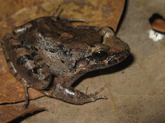 Leptodactylus podicipinus