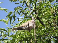 Streptopelia decaocto
