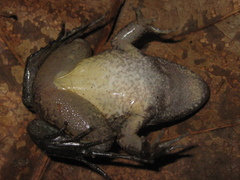 Leptodactylus podicipinus