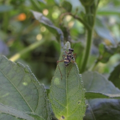 Phylloscyrtus amoenus