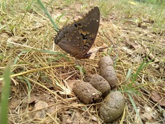 Charaxes
