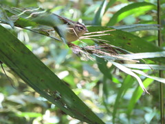 Basileuterus melanotis
