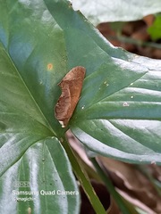 Gonodonta immacula