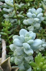 Sedum treleasei