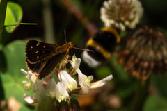 Butleria bissexguttatus