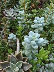 Sedum treleasei