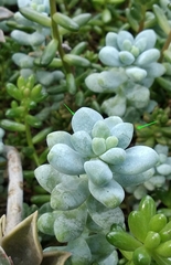 Sedum treleasei