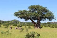 Equus quagga crawshayi