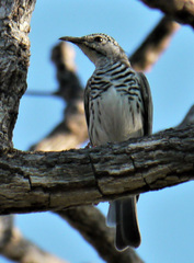 Ramsayornis fasciatus