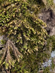 Lewinskya elegans