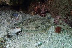 Zeugopterus punctatus