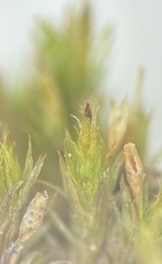 Lewinskya elegans