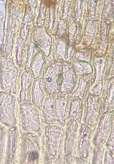 Lewinskya elegans