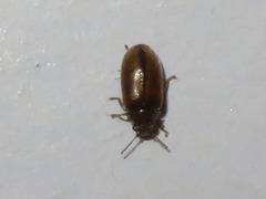 Contacyphon laevipennis