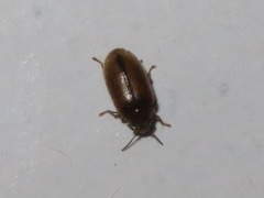 Contacyphon laevipennis