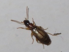 Philorhizus melanocephalus