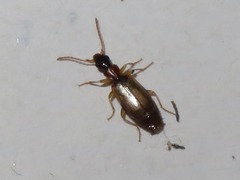 Philorhizus melanocephalus