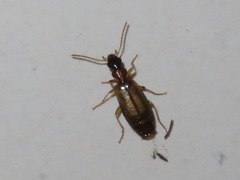 Philorhizus melanocephalus