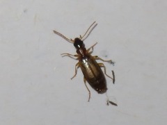 Philorhizus melanocephalus
