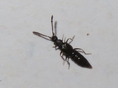Callicerus obscurus