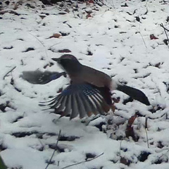 Garrulus glandarius japonicus
