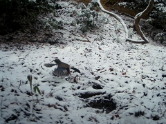 Garrulus glandarius japonicus
