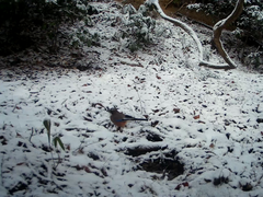 Garrulus glandarius japonicus