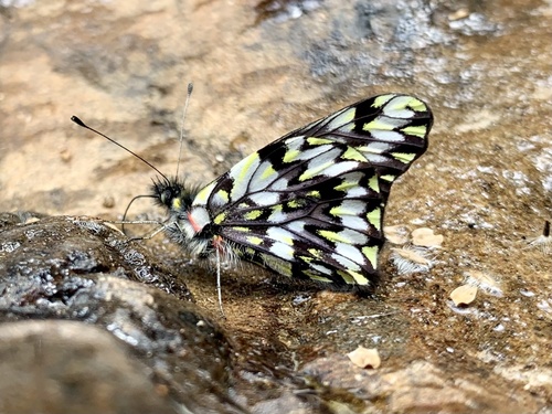 Catasticta ferra