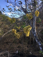 Piscidia carthagenensis