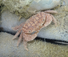 Pilodius areolatus