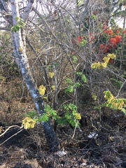 Piscidia carthagenensis