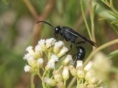Stangeella cyaniventris