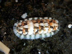 Stenoplax petaloides