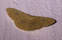 Semaeopus illimitata