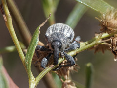 Heilipodus argentinicus