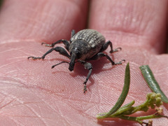 Heilipodus argentinicus