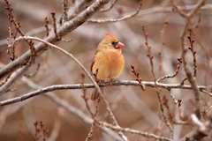 Cardinalis cardinalis