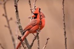 Cardinalis cardinalis