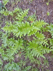 Polypodium scouleri