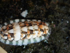 Stenoplax petaloides
