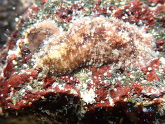 Dolabrifera dolabrifera