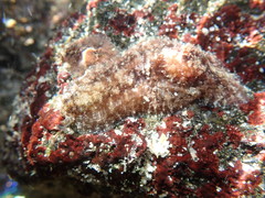 Dolabrifera dolabrifera